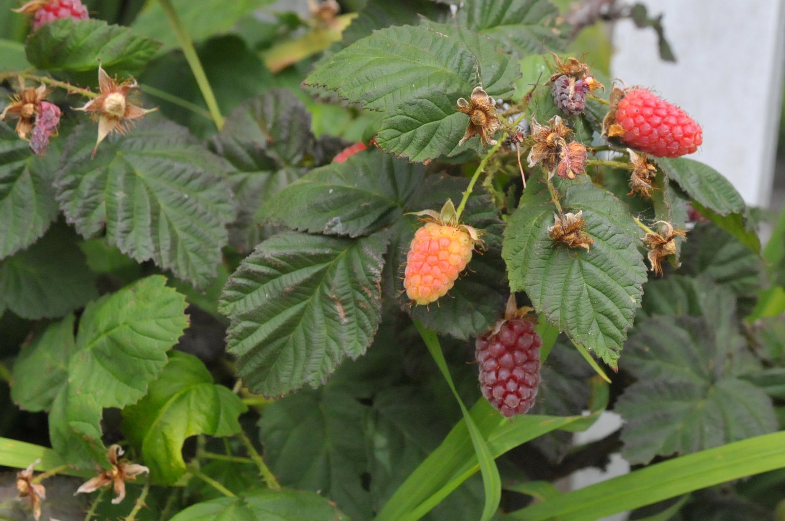 Loganberry