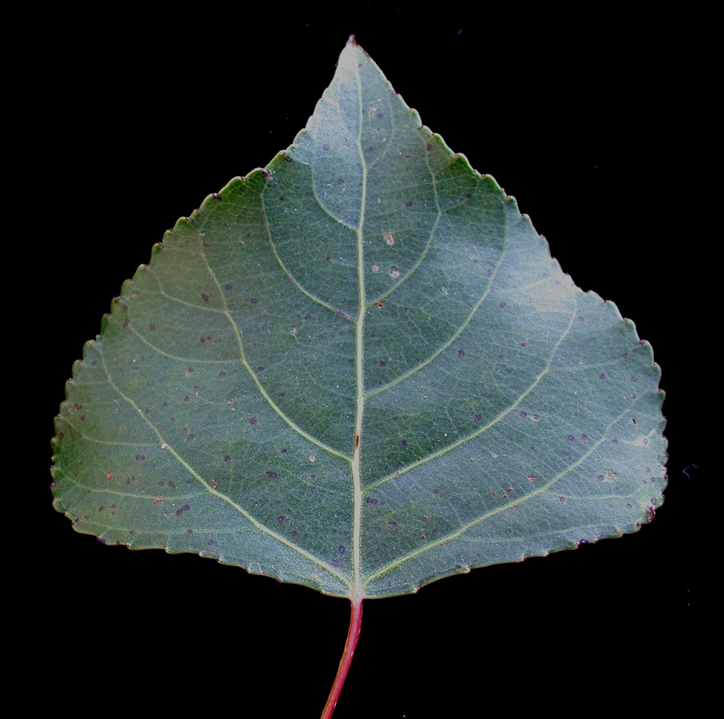 Lombardy poplar