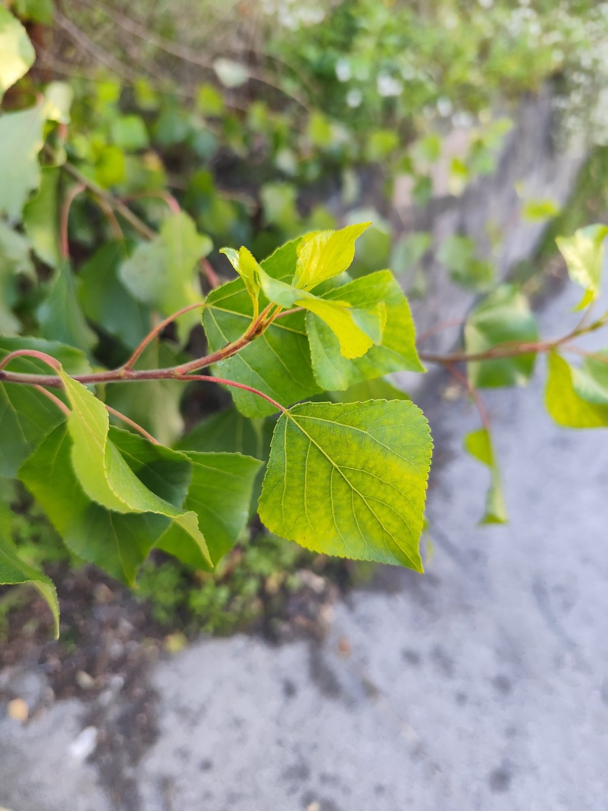 Lombardy poplar