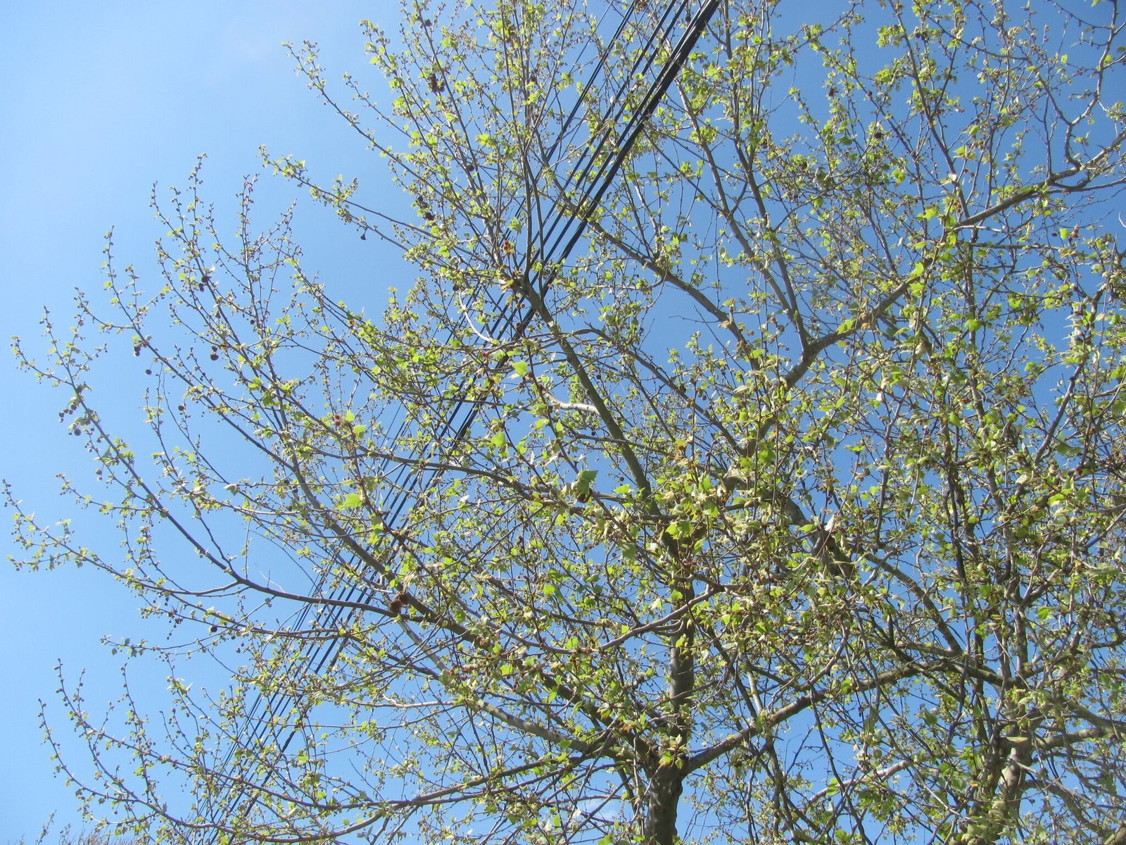 London plane