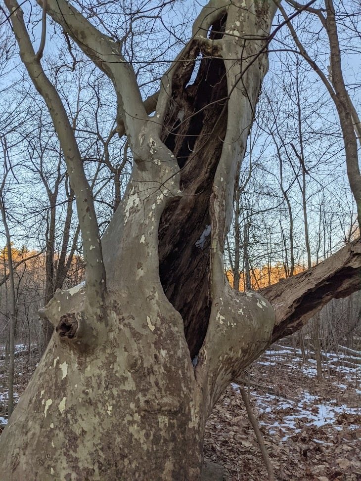 London plane