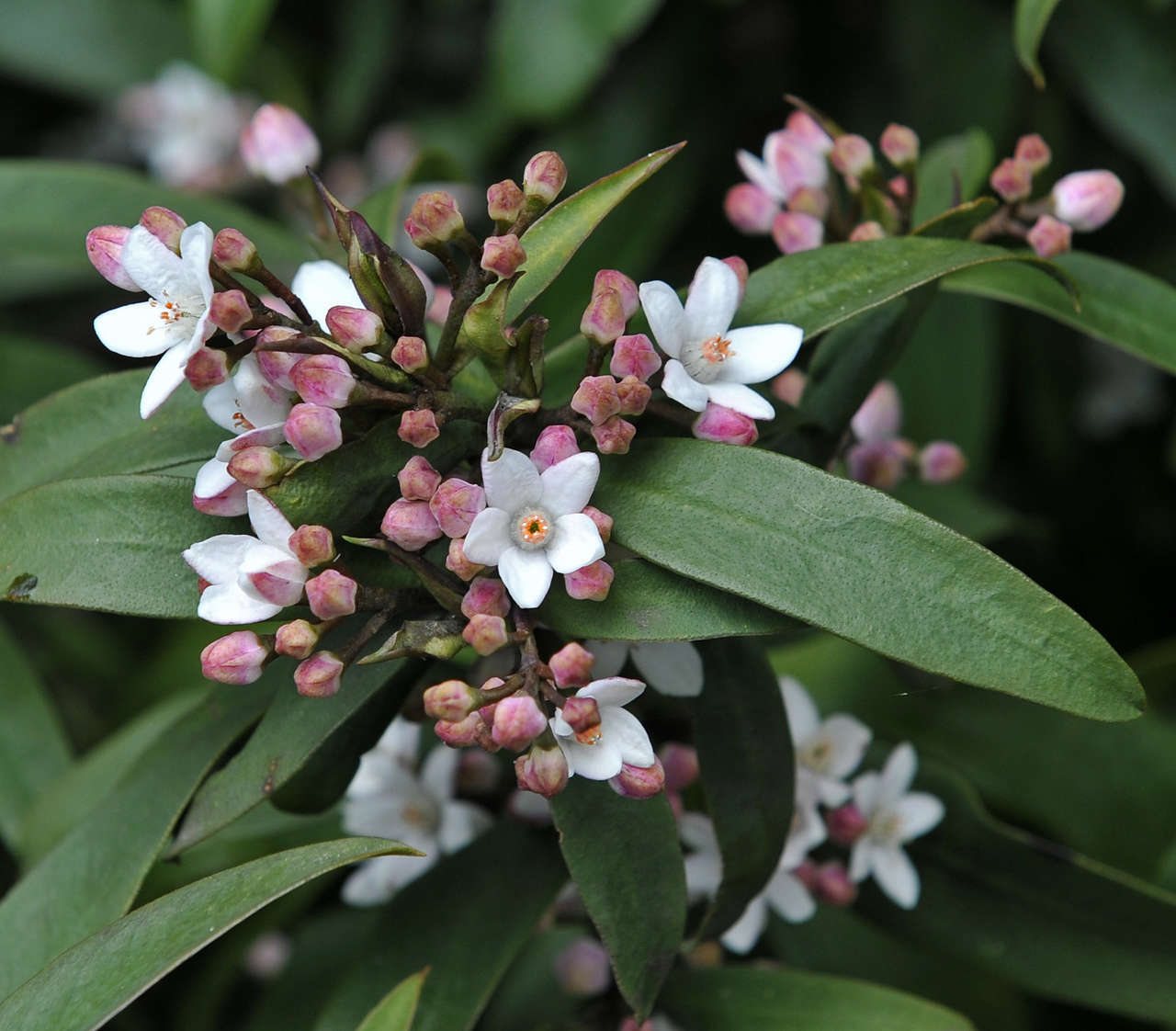 Long-leaf wax flower