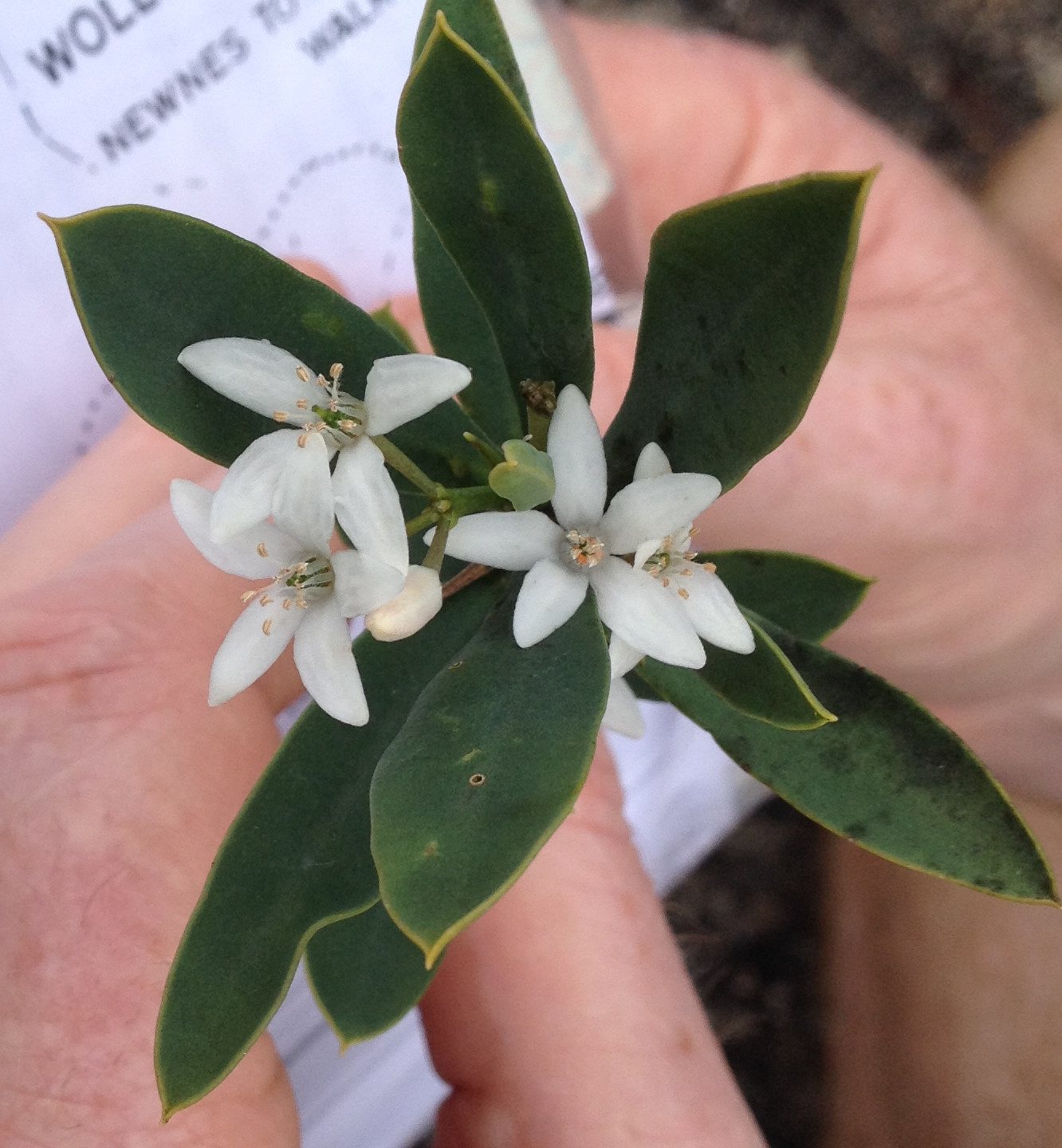 Long-leaf wax flower