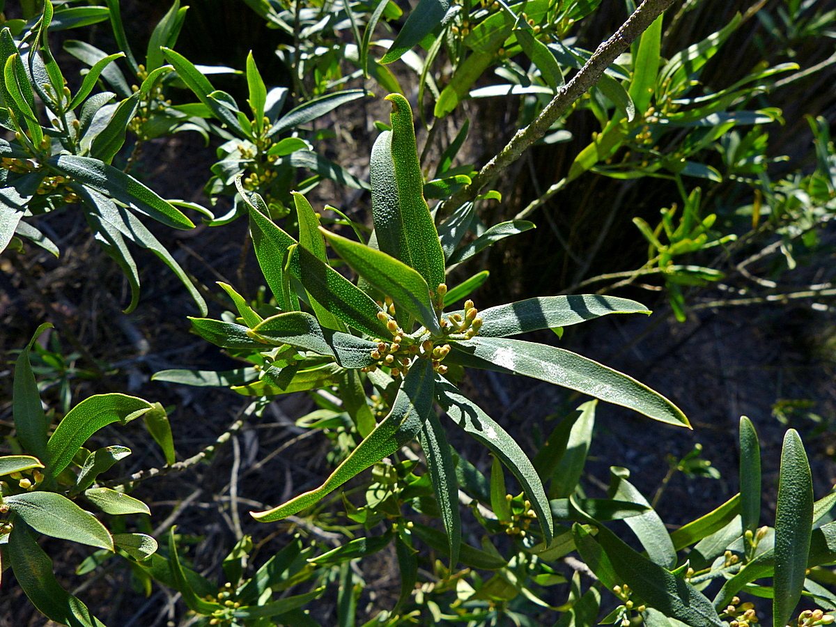 Long-leaf wax flower