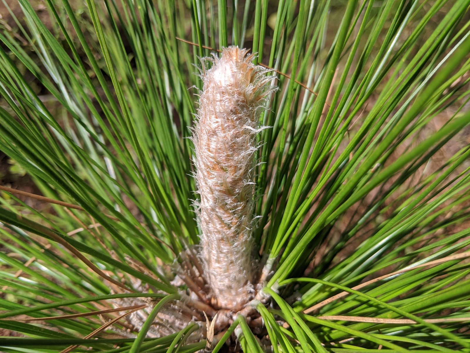 Longleaf pine