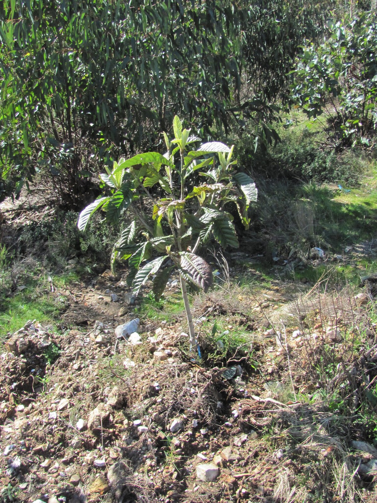 Loquat