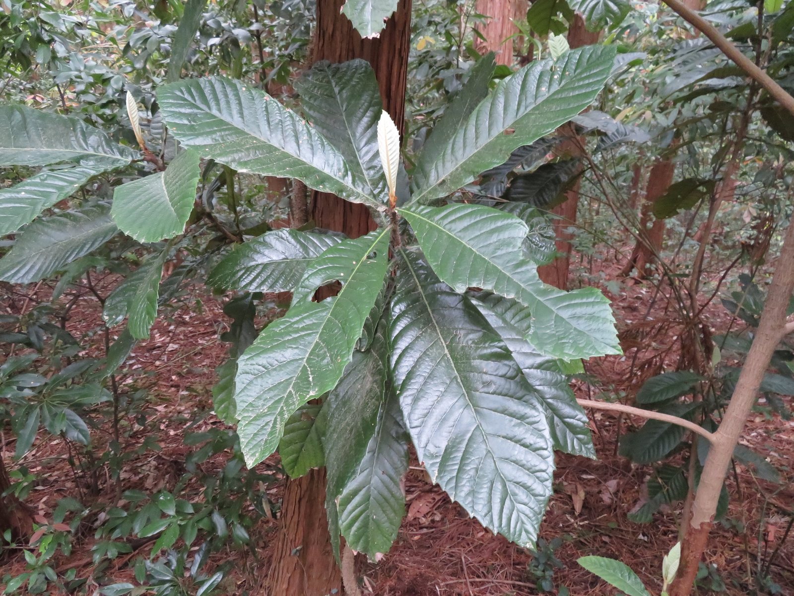 Loquat