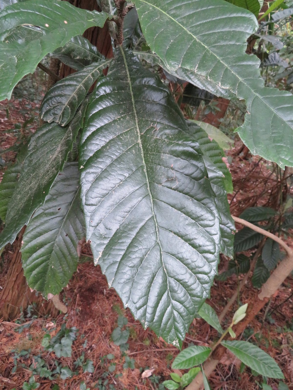 Loquat