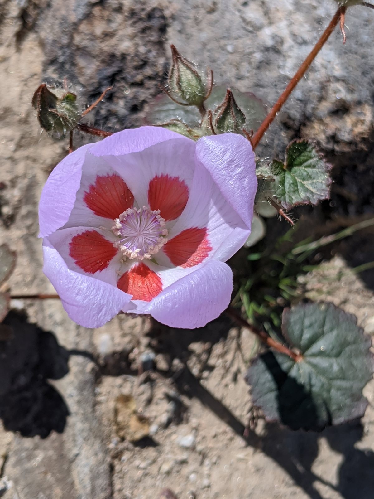 Lord Baltimore hardy hibiscus