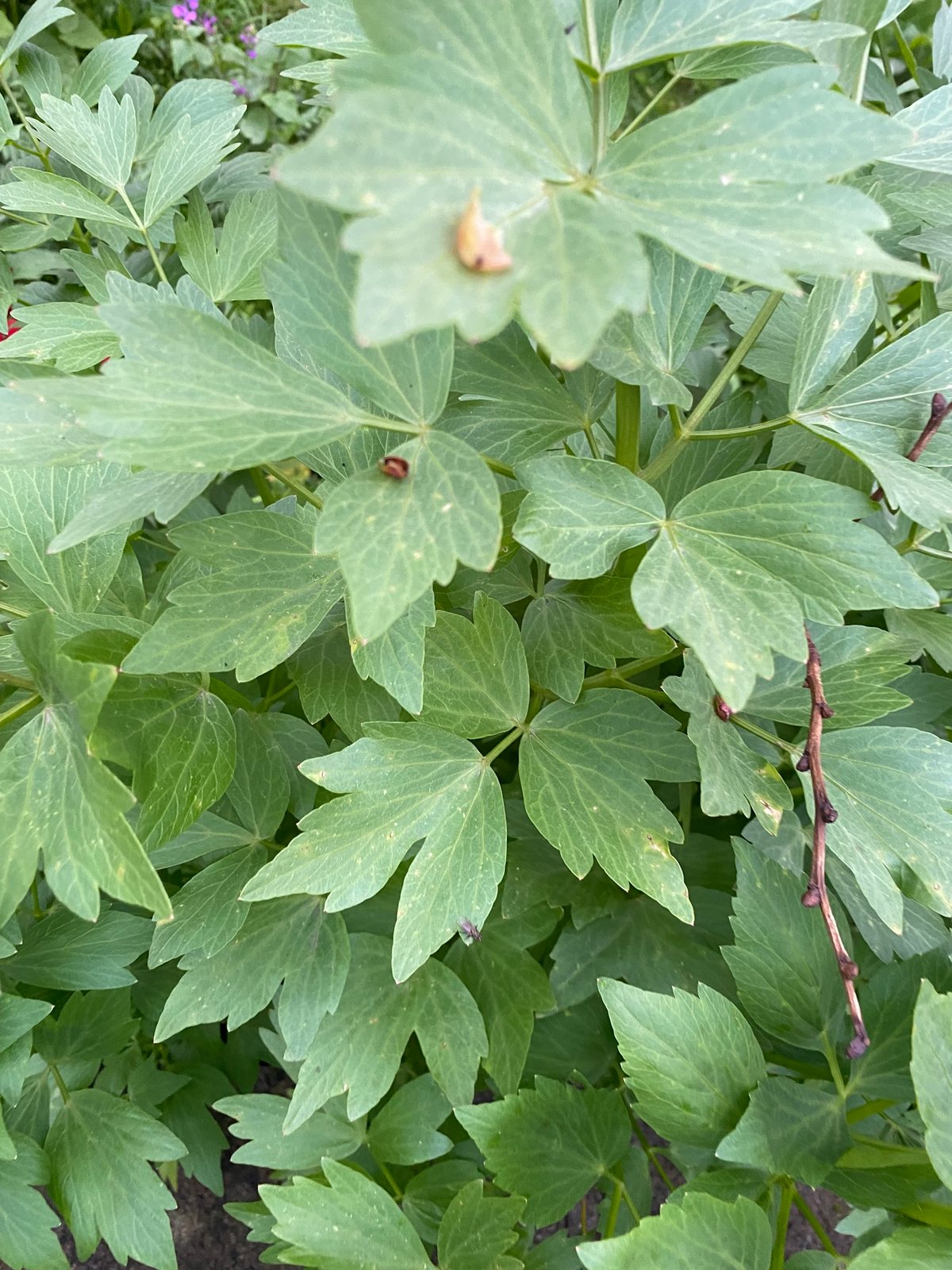 Lovage