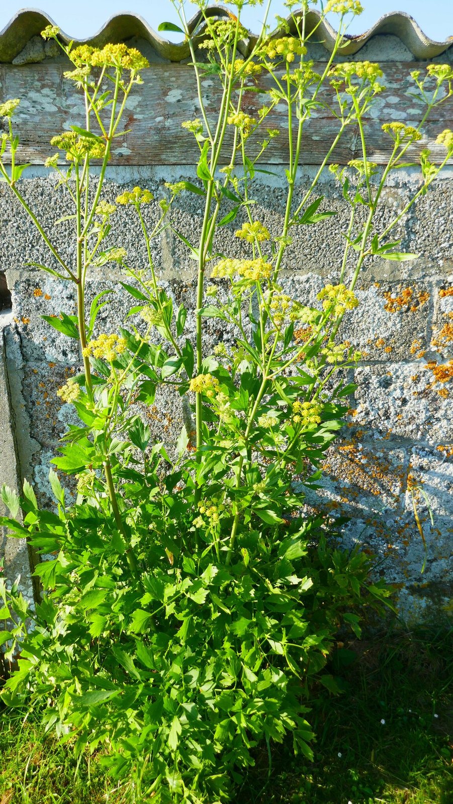 Lovage