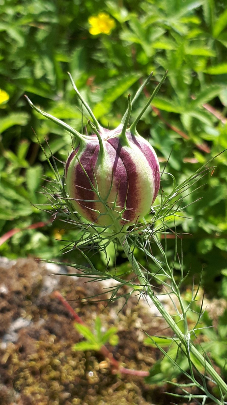 Love-in-a-mist