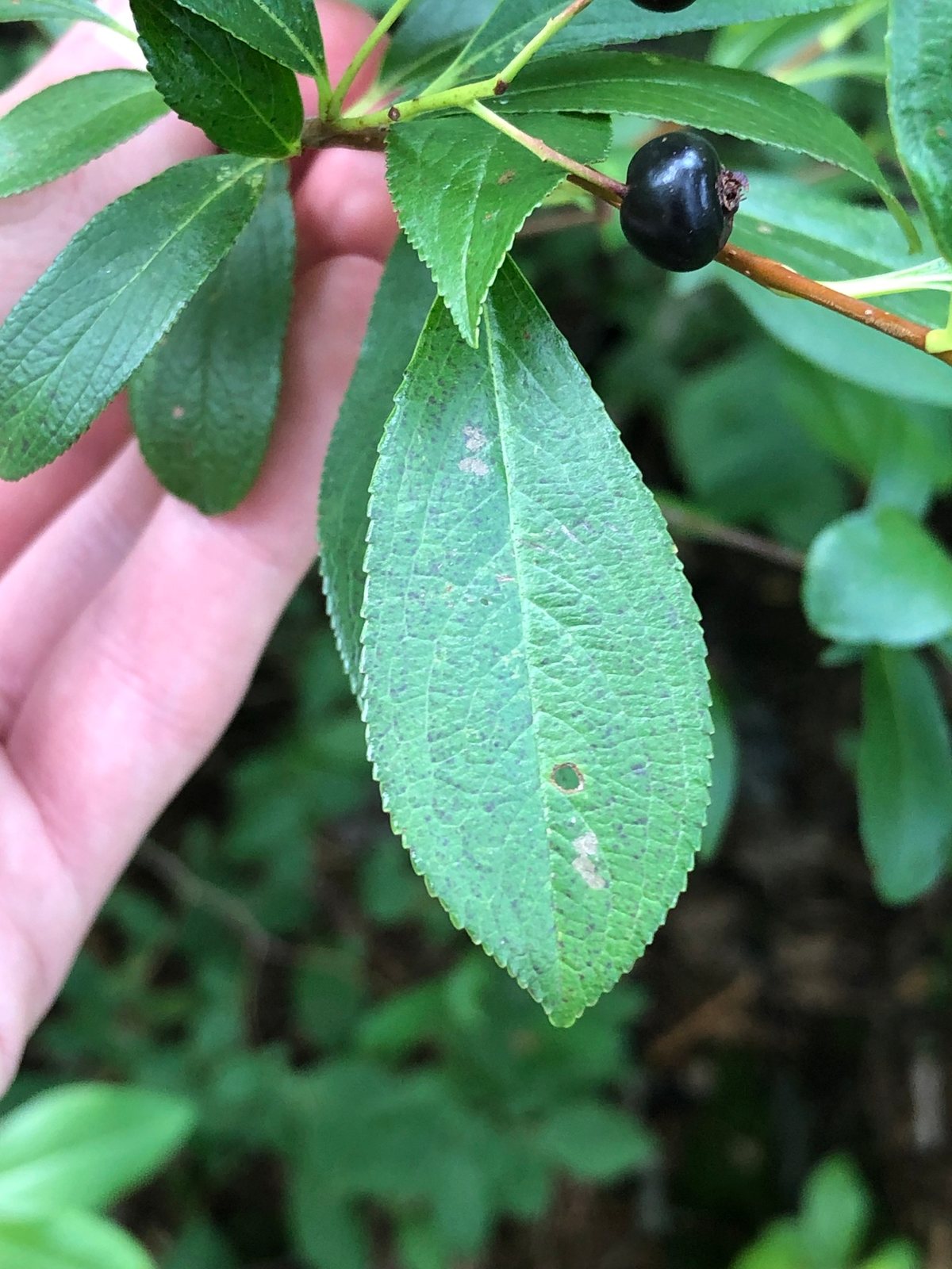 Low Scape Mound chokeberry