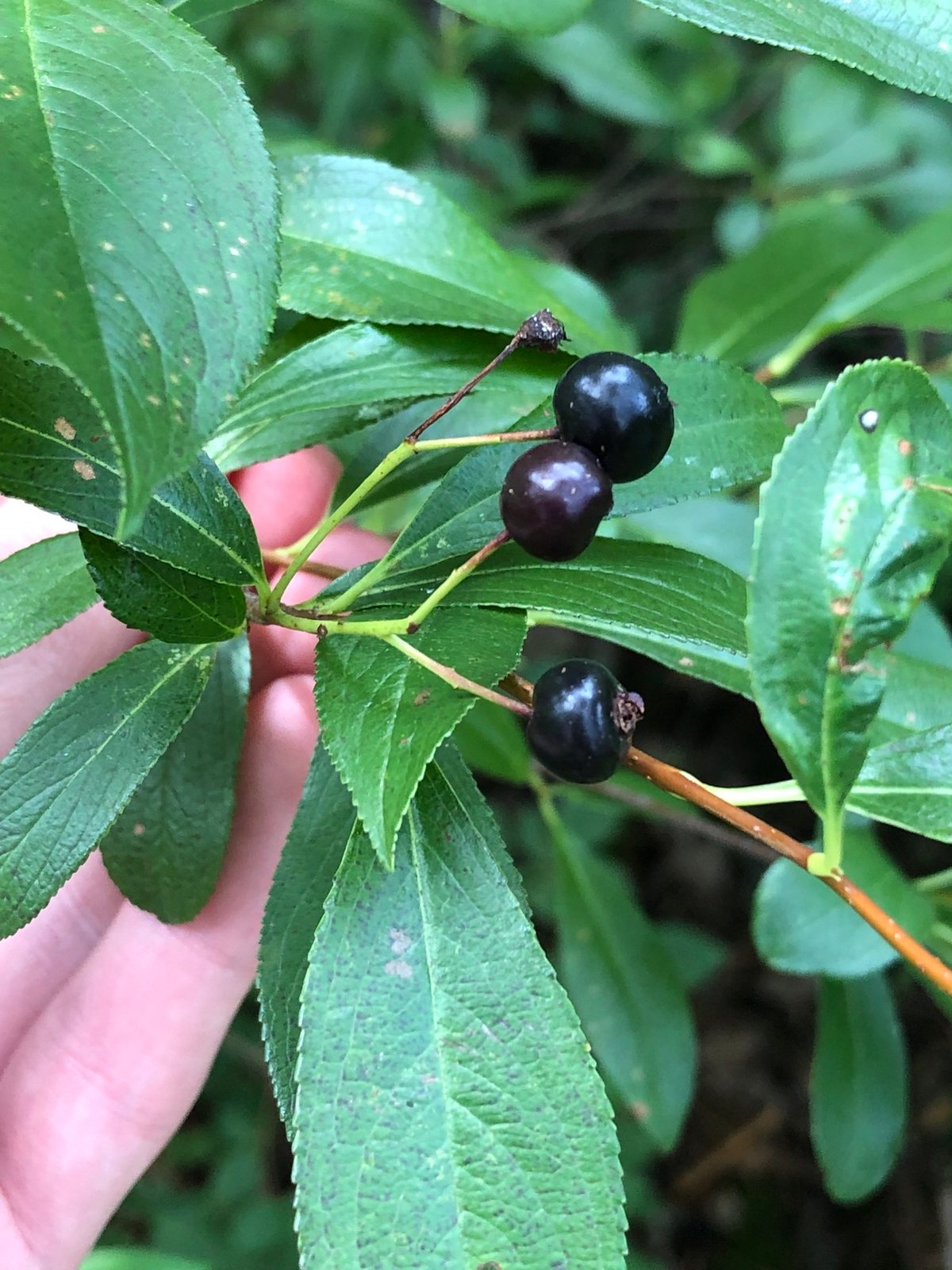 Low Scape Mound chokeberry