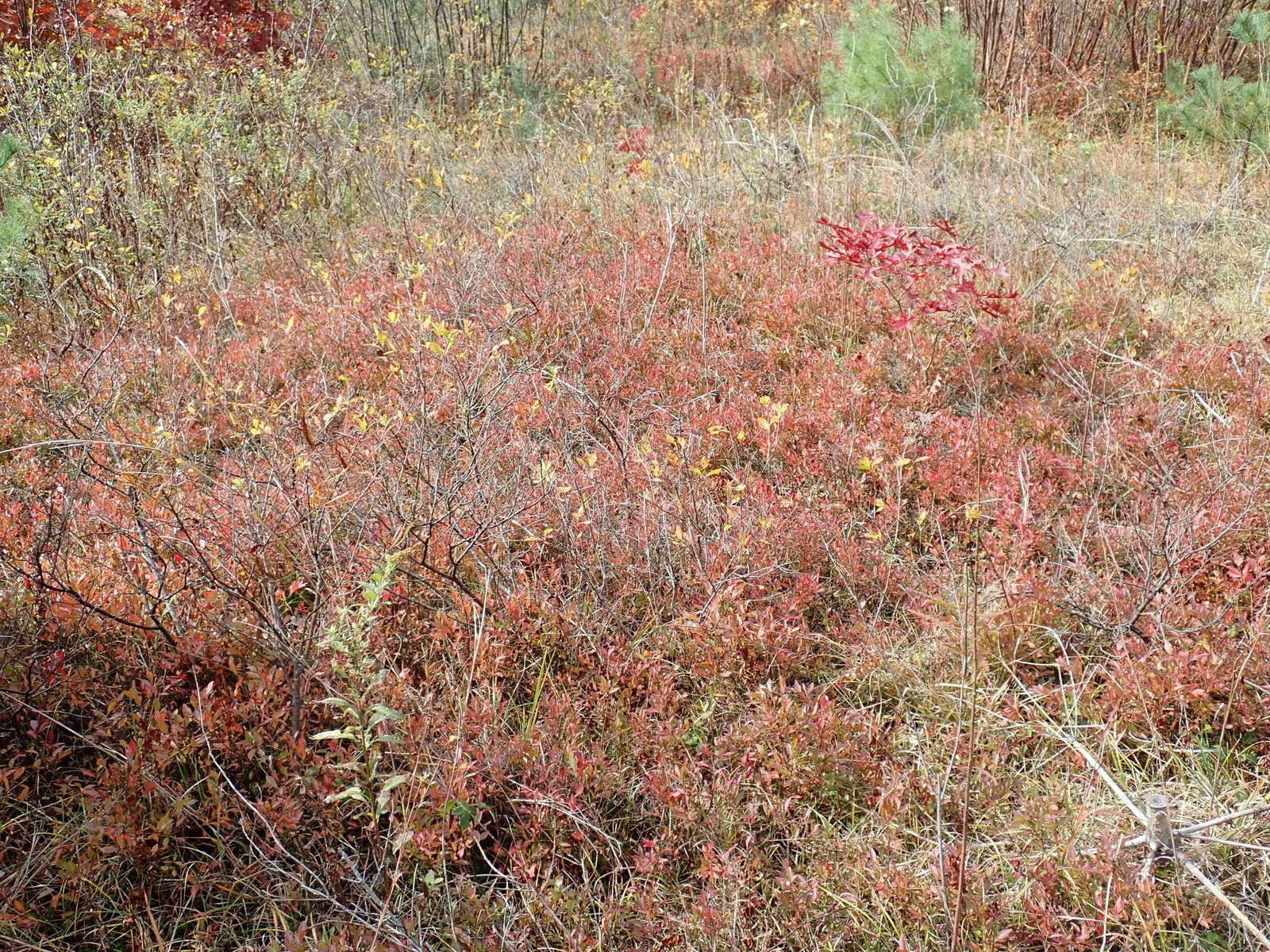 Lowbush blueberry