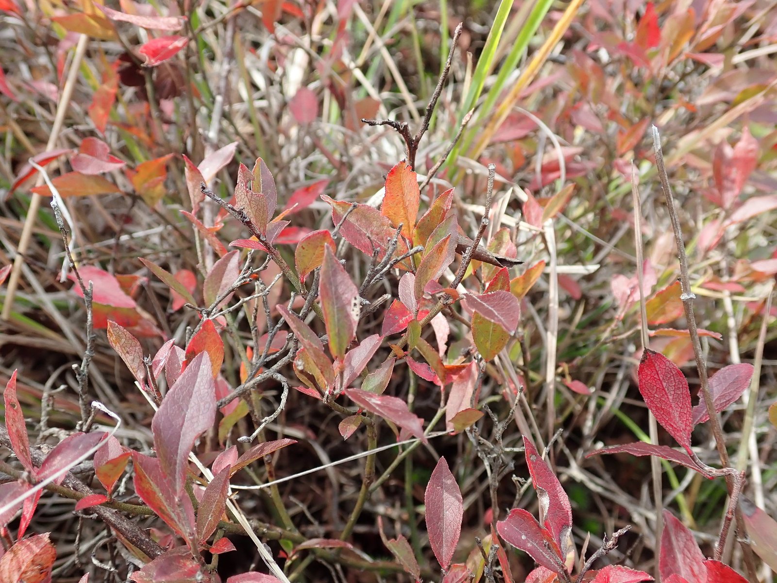Lowbush blueberry