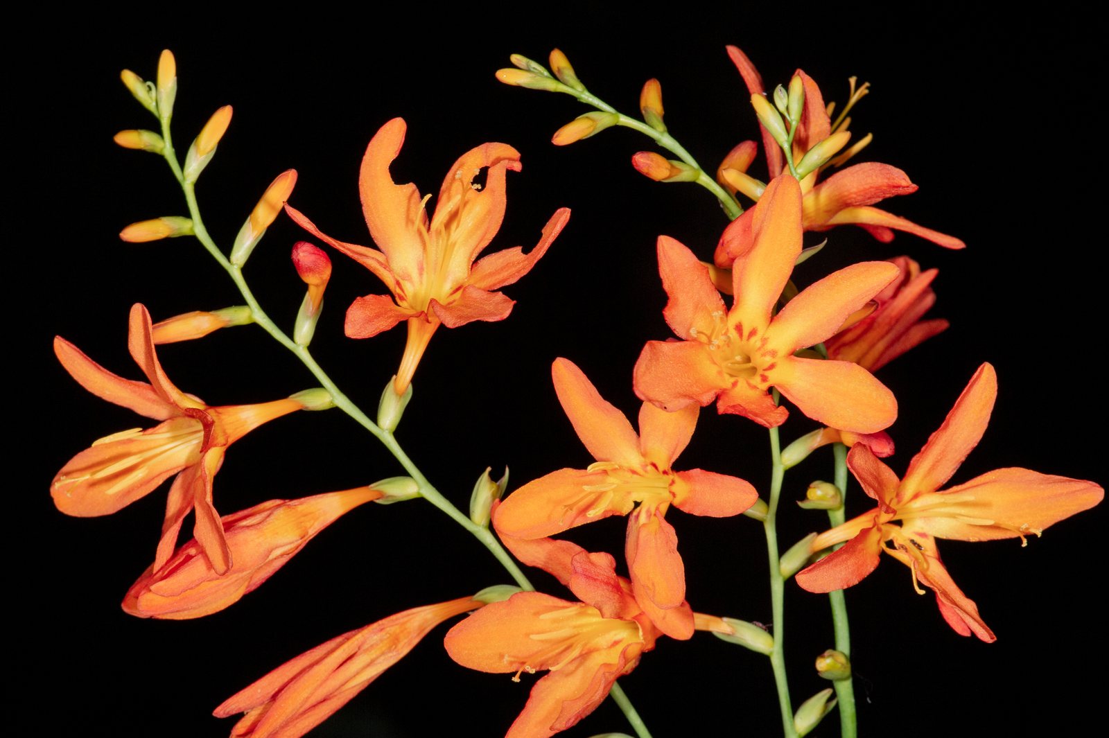 Lucifer crocosmia
