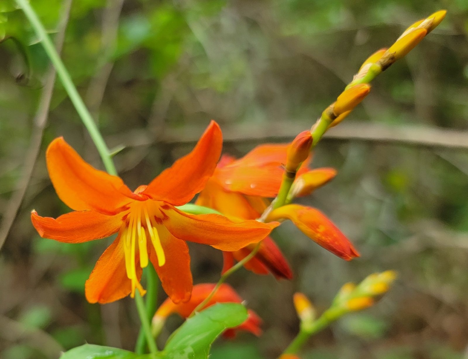 Lucifer crocosmia