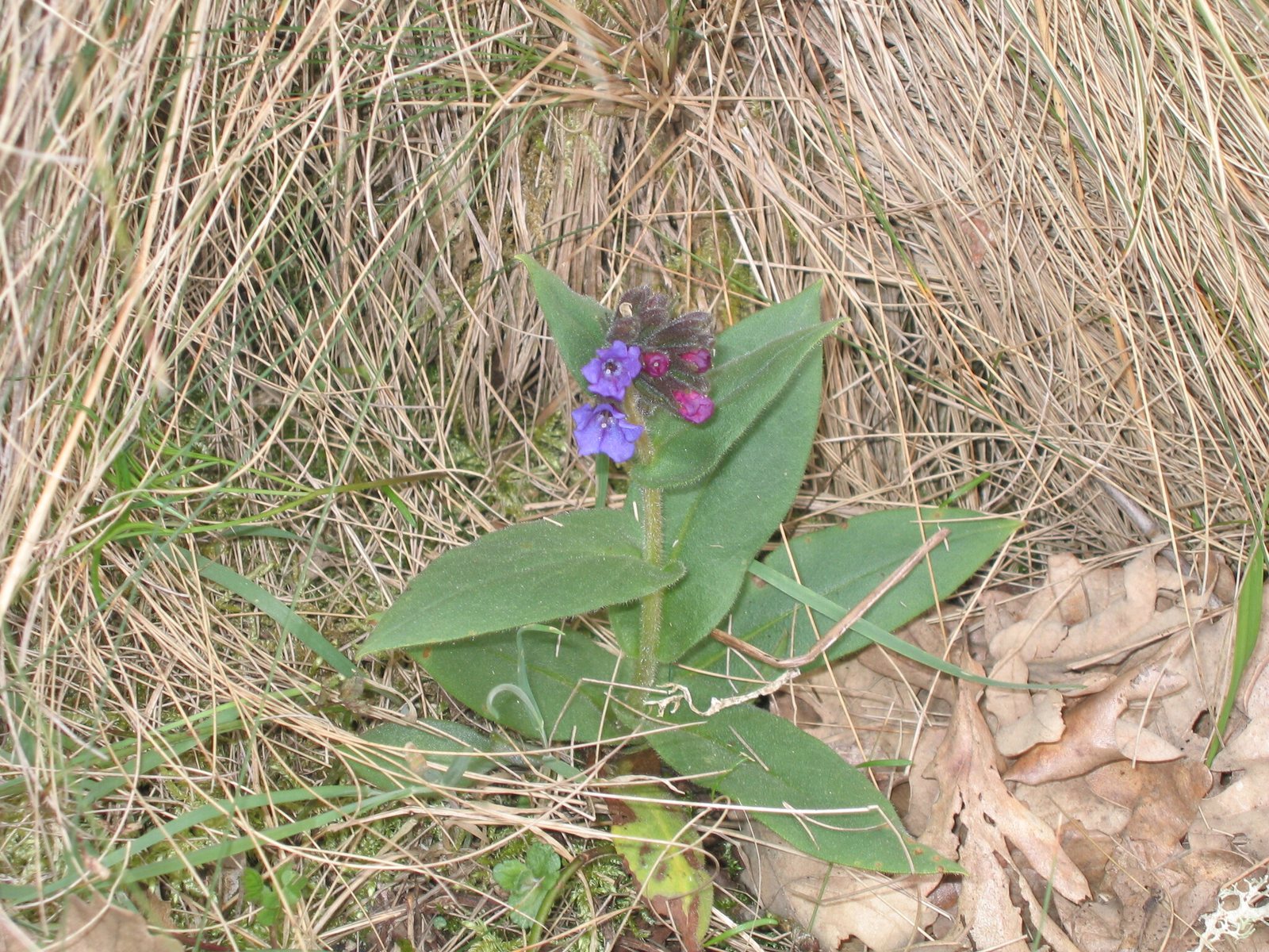 Lungwort 'Blue Ensign'