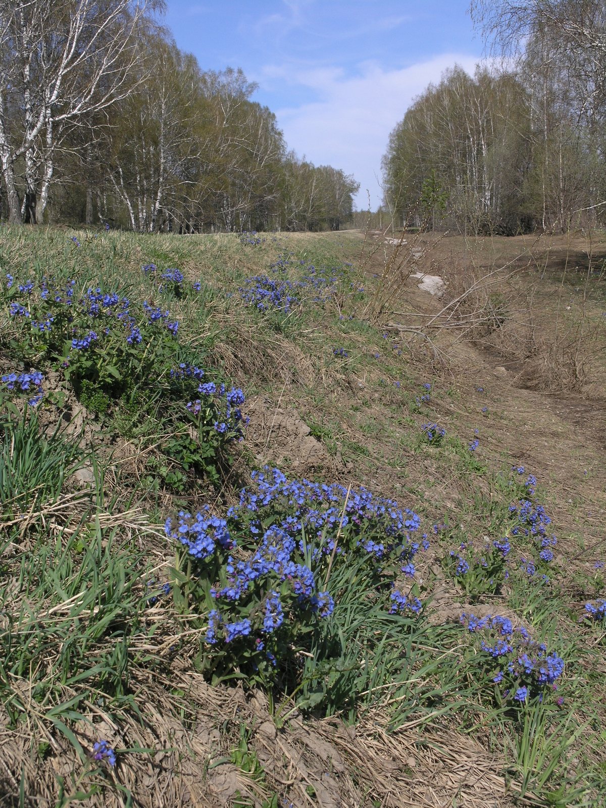 Lungwort 'Blue Ensign'
