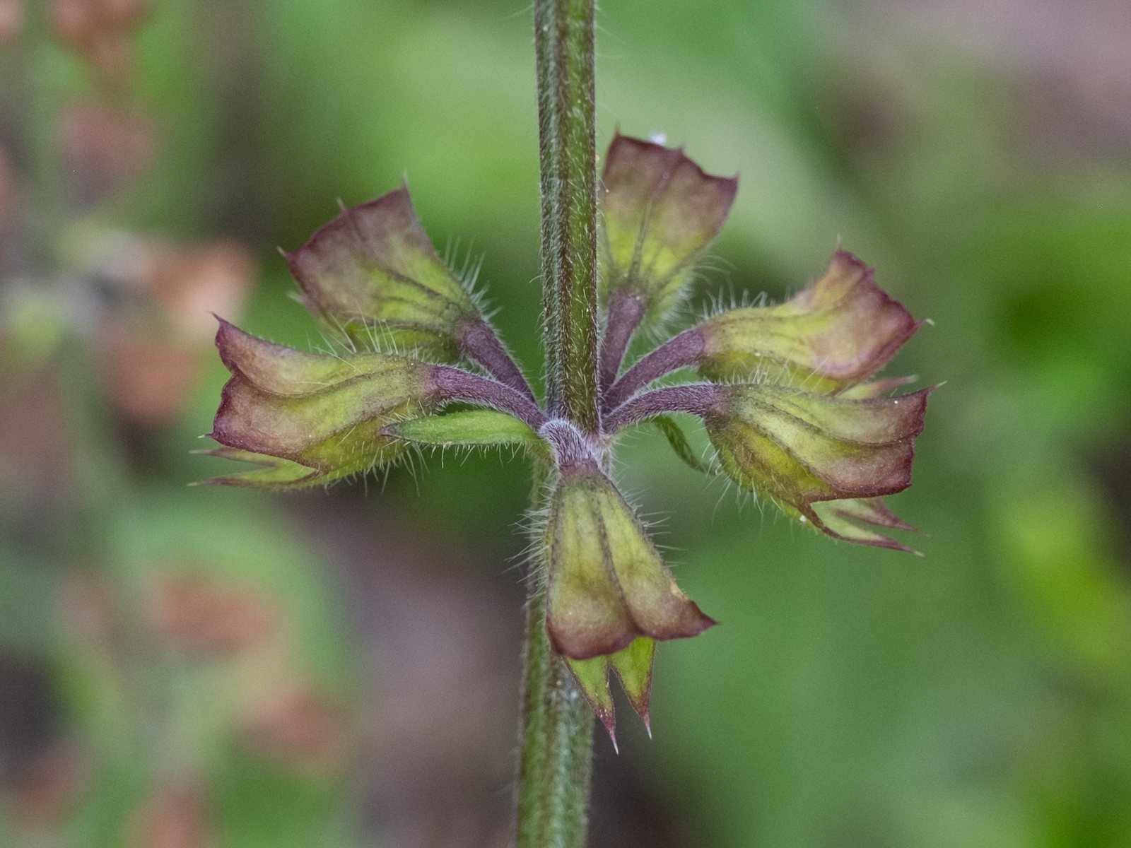 Lyreleaf sage