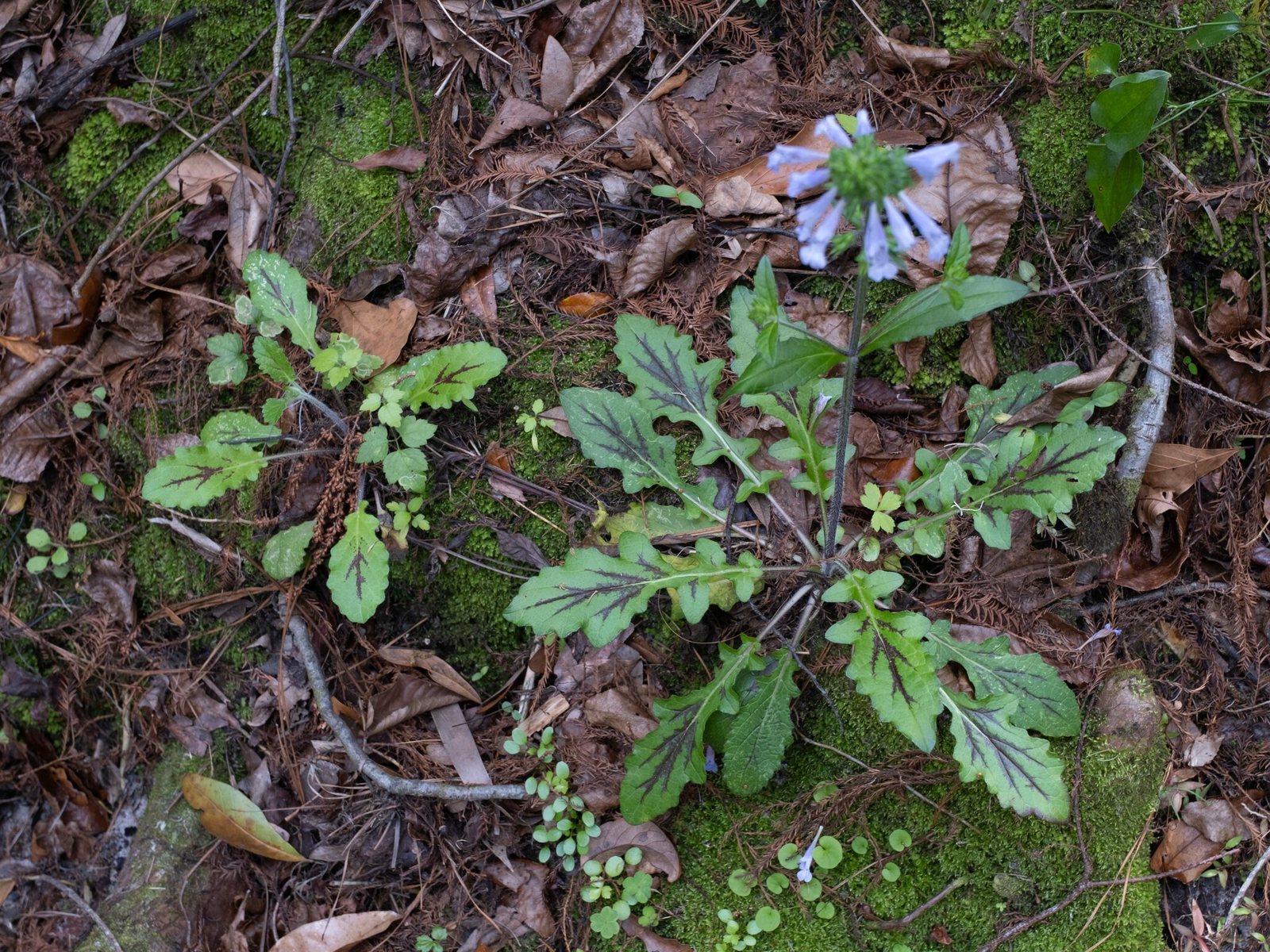Lyreleaf sage