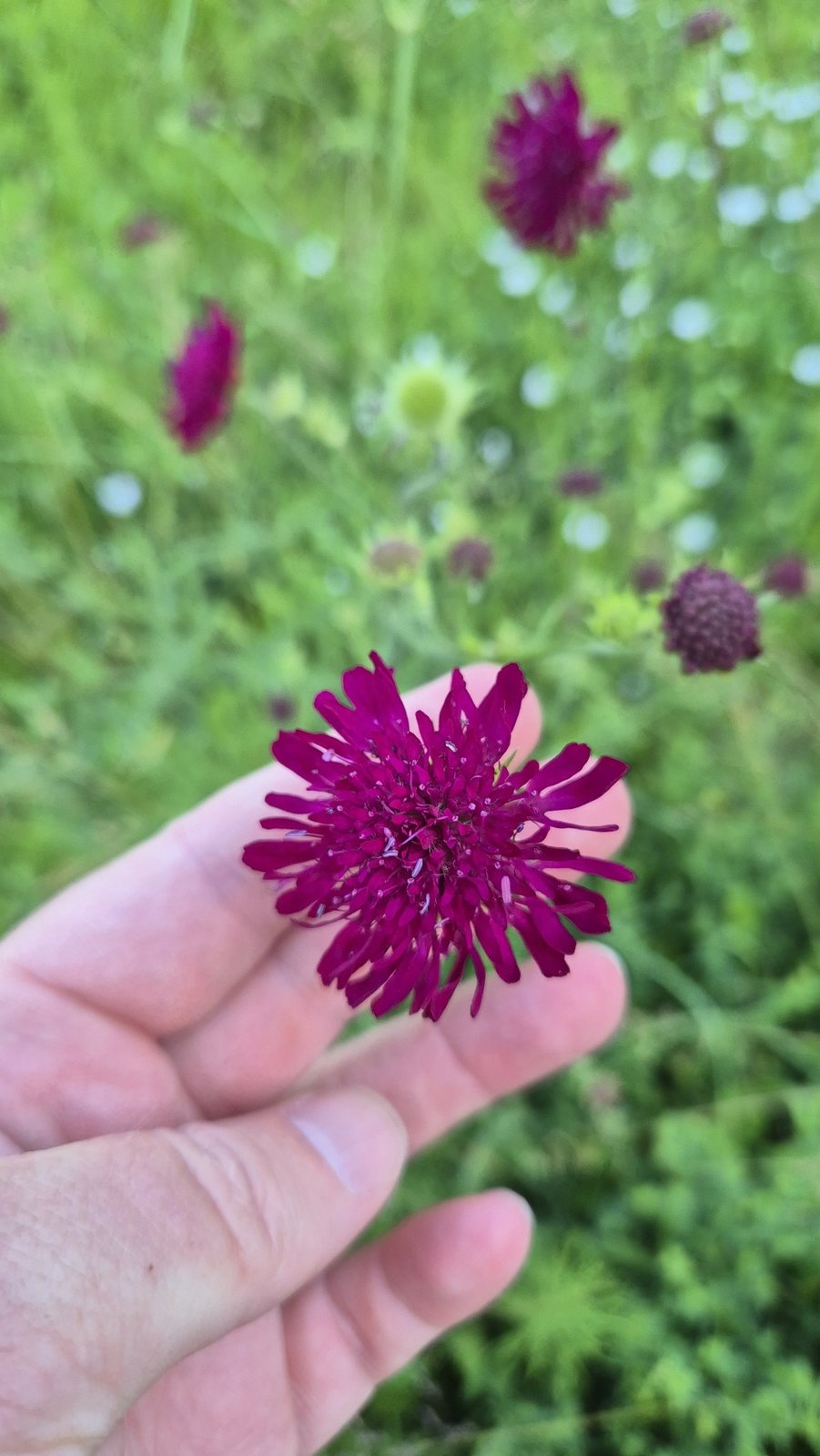 Macedonian scabious