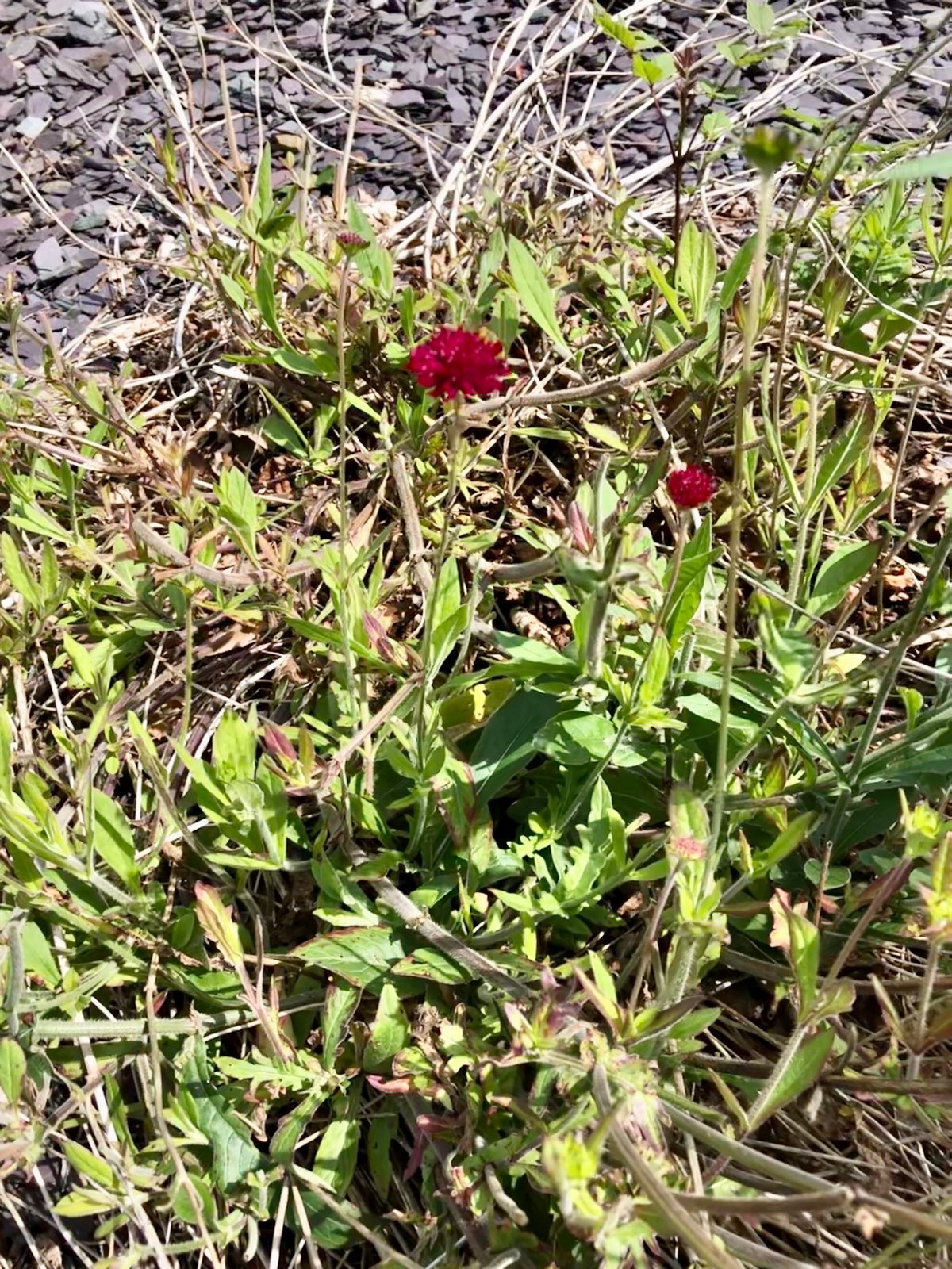 Macedonian scabious