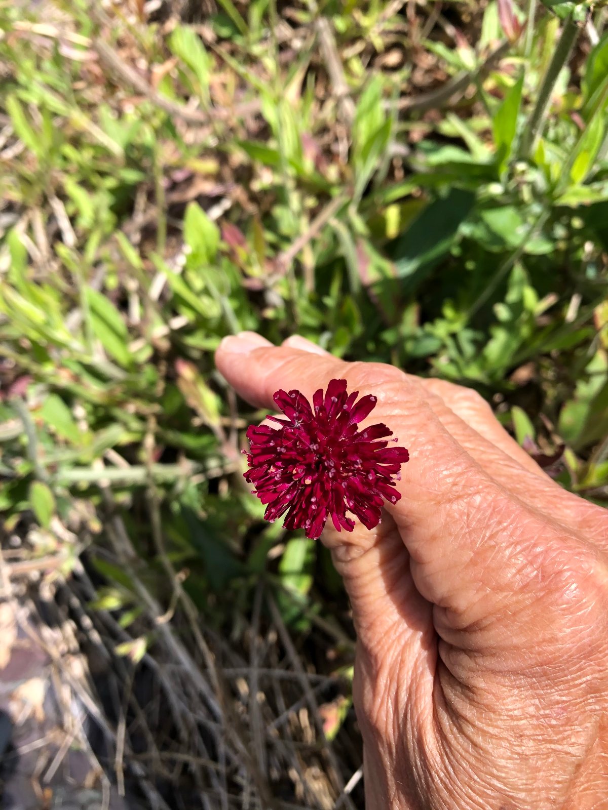 Macedonian scabious