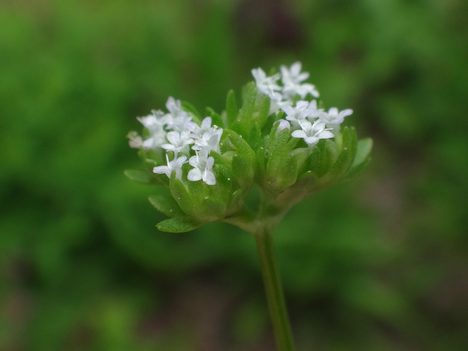 Mâche (lamb's lettuce)