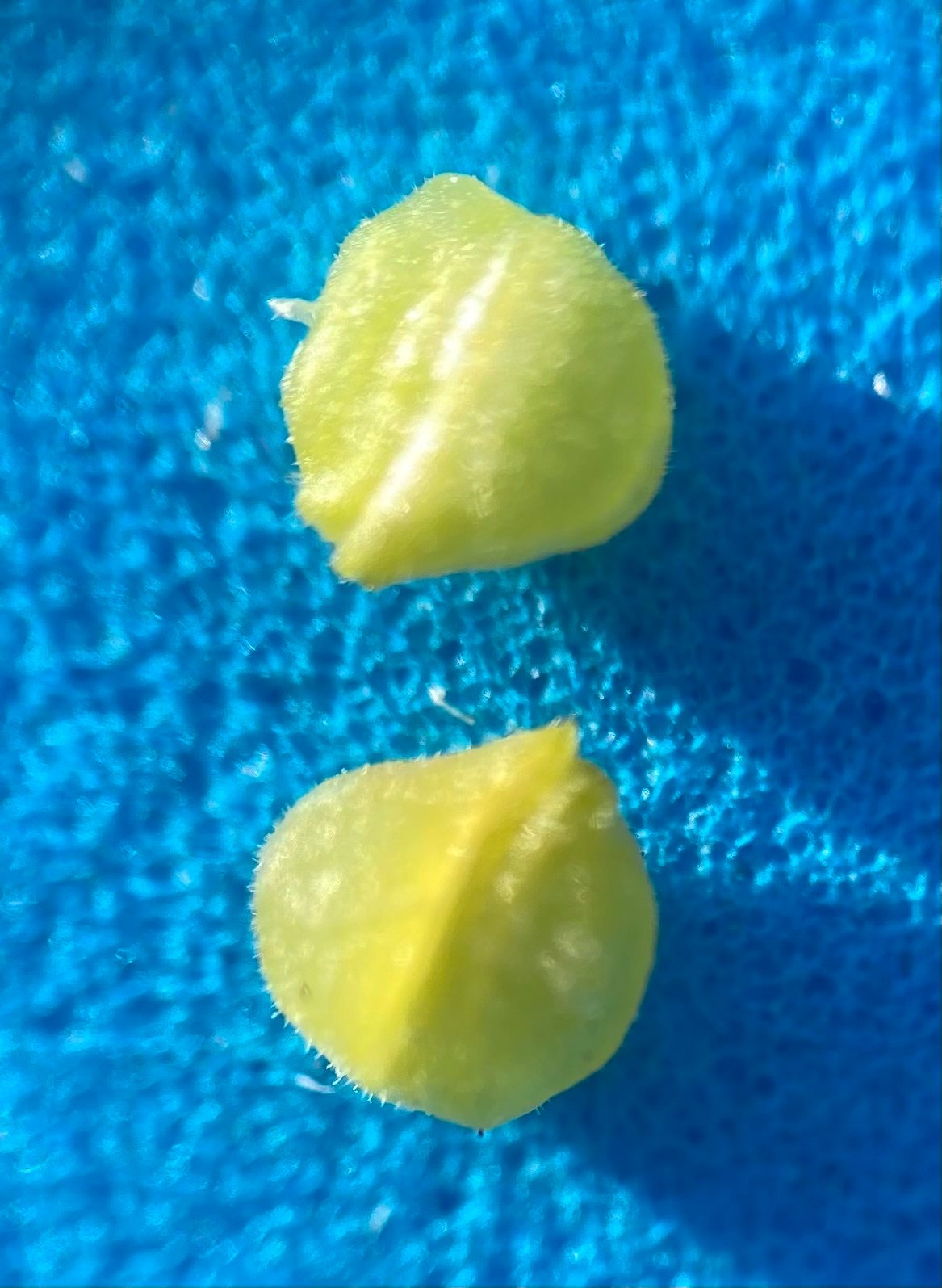 Mâche (lamb's lettuce)