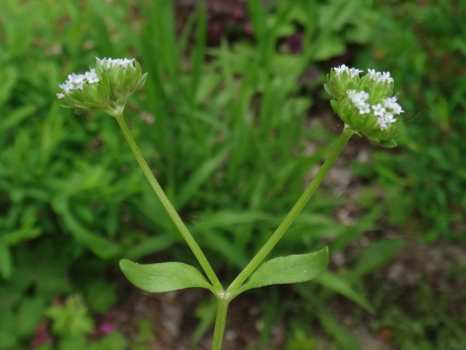 Mâche (lamb's lettuce)
