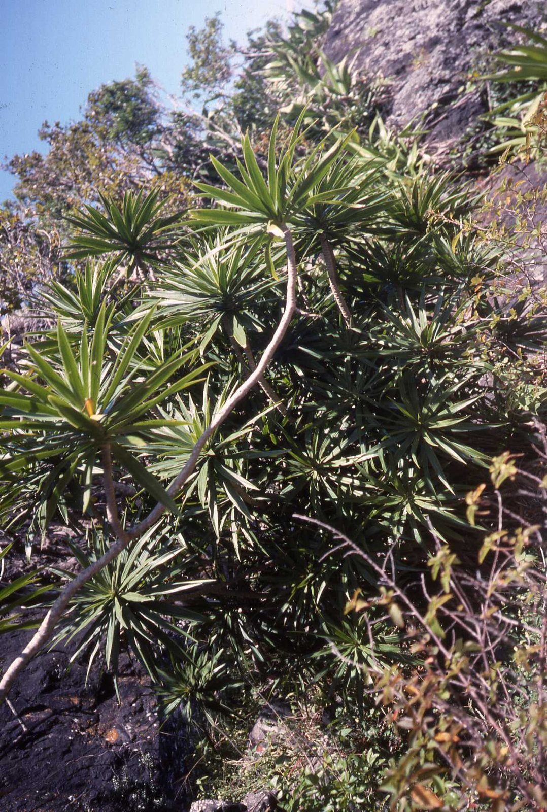 Madagascar dragon tree