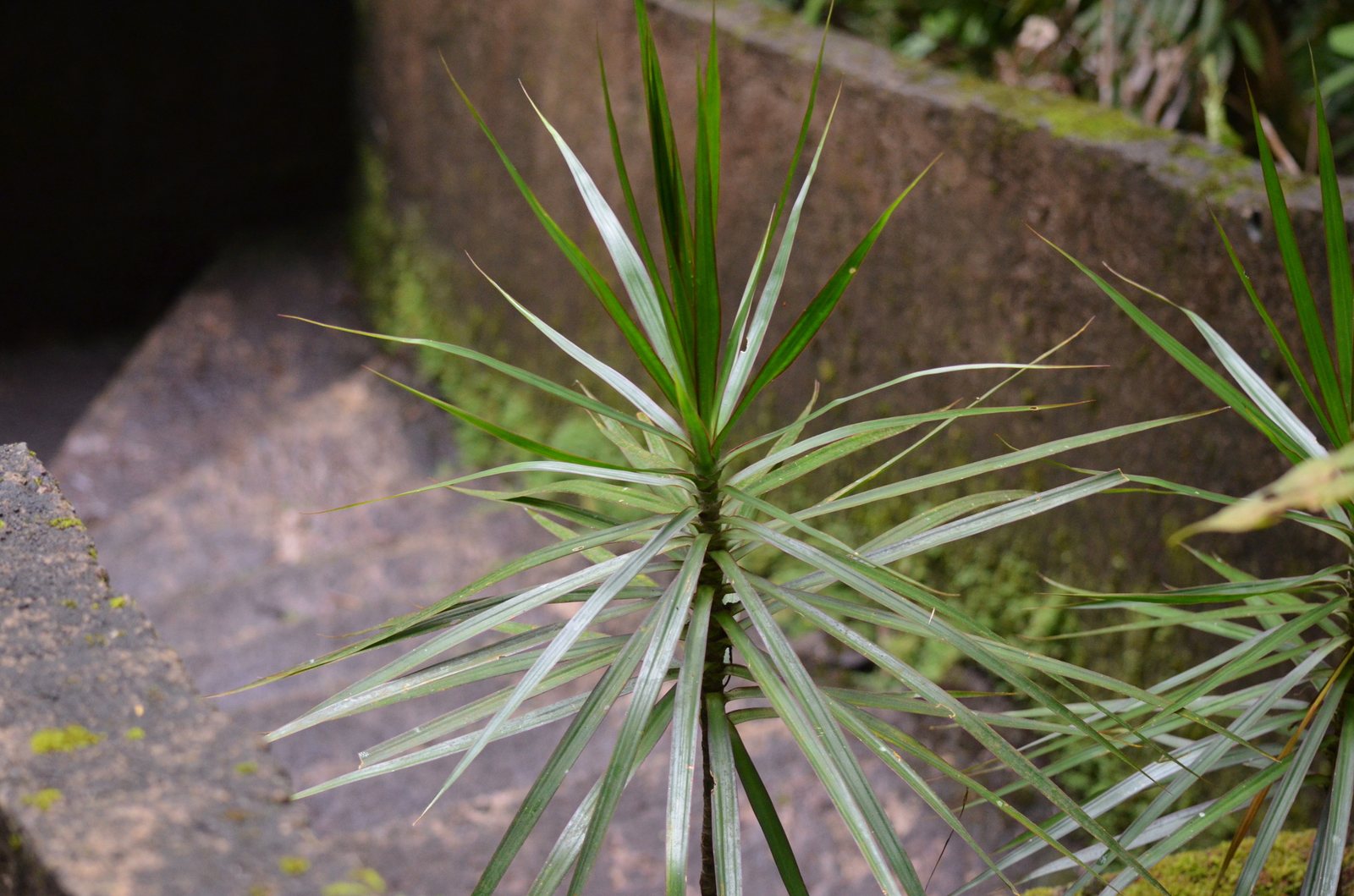Madagascar dragon tree