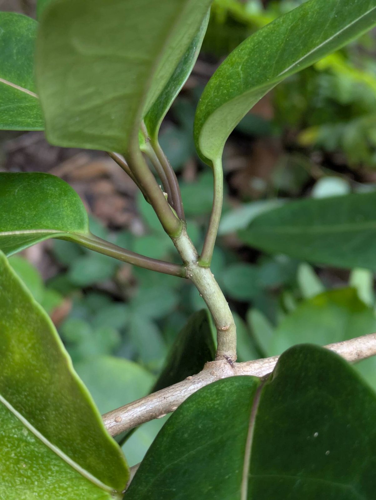 Madagascar jasmine