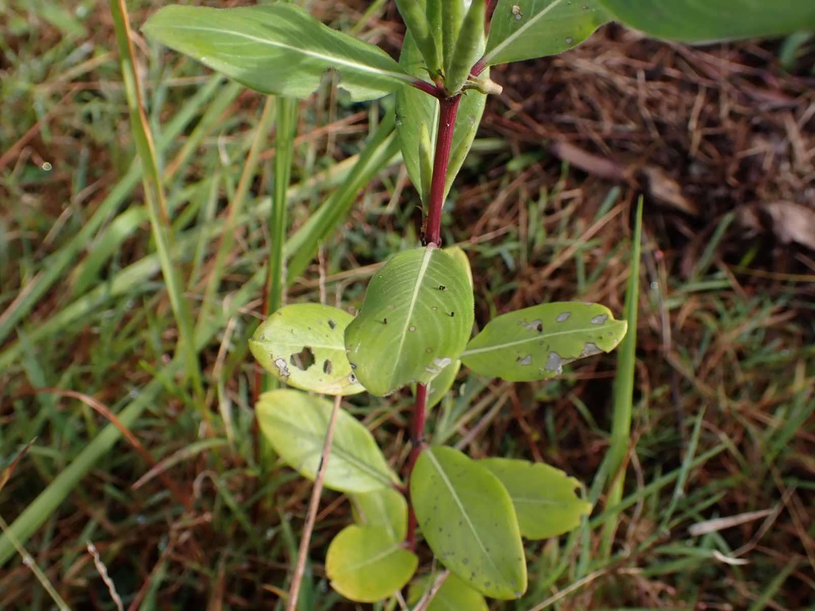 Madagascar periwinkle