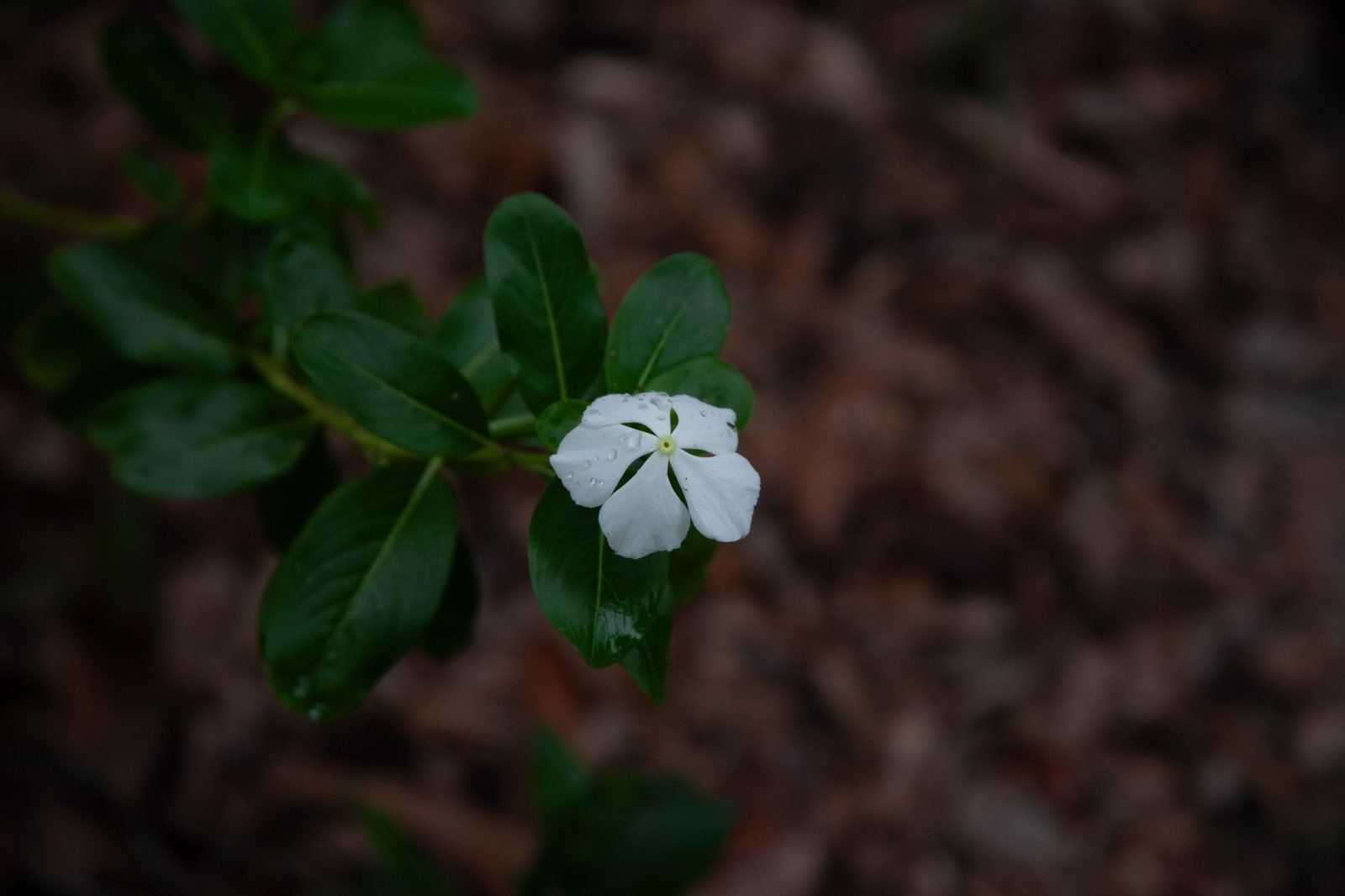 Madagascar periwinkle