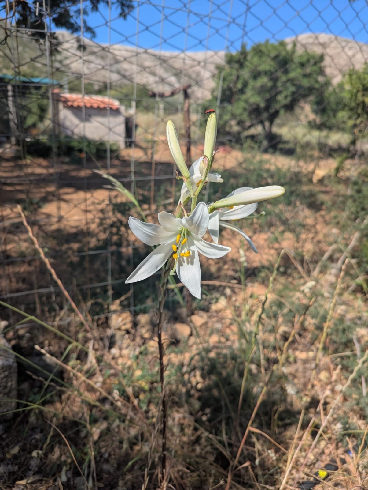 Madonna lily