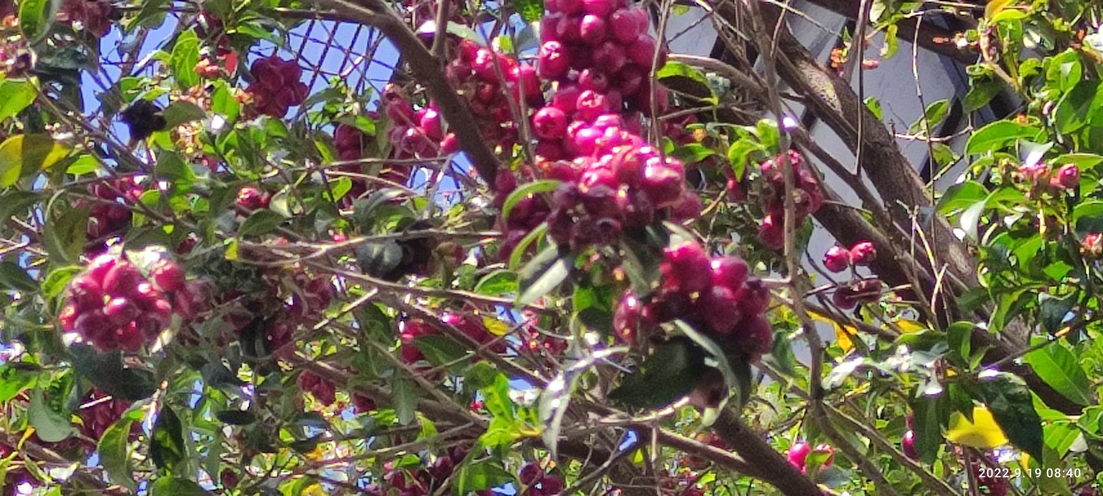 Magenta lilly pilly