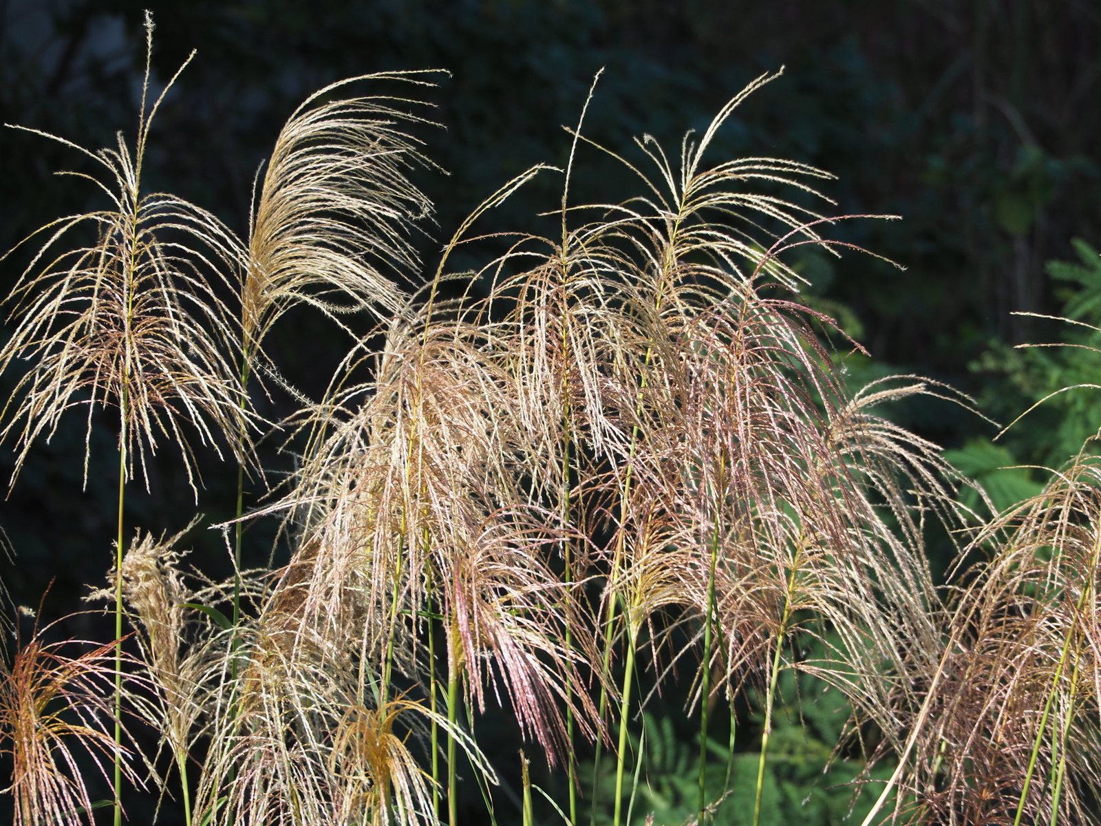 Maiden grass 'Gracillimus'