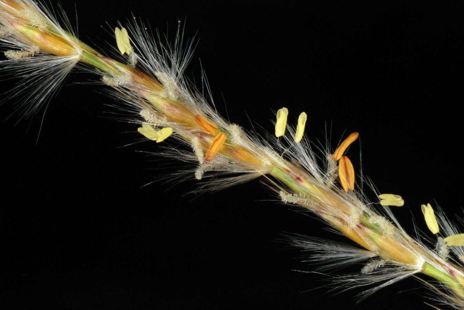 Maiden grass 'Gracillimus'