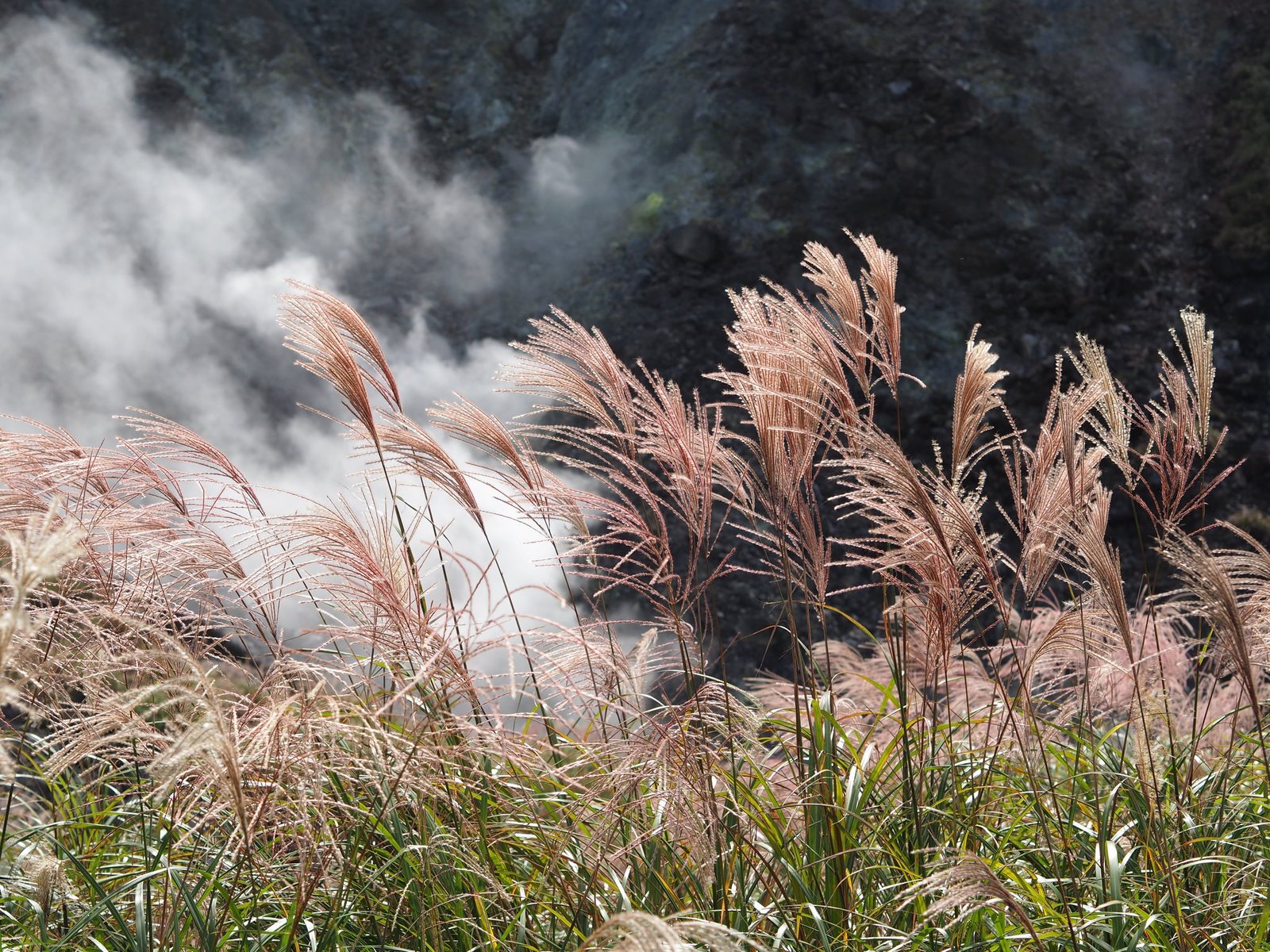Maiden grass 'Morning Light'