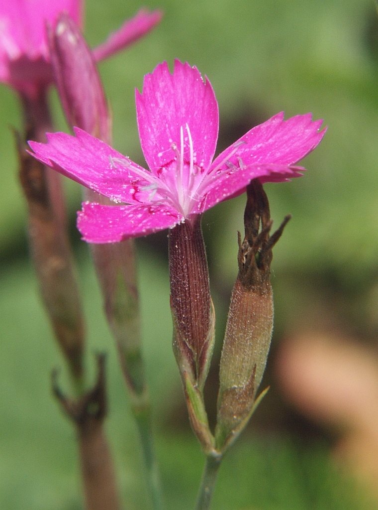 Maiden pink