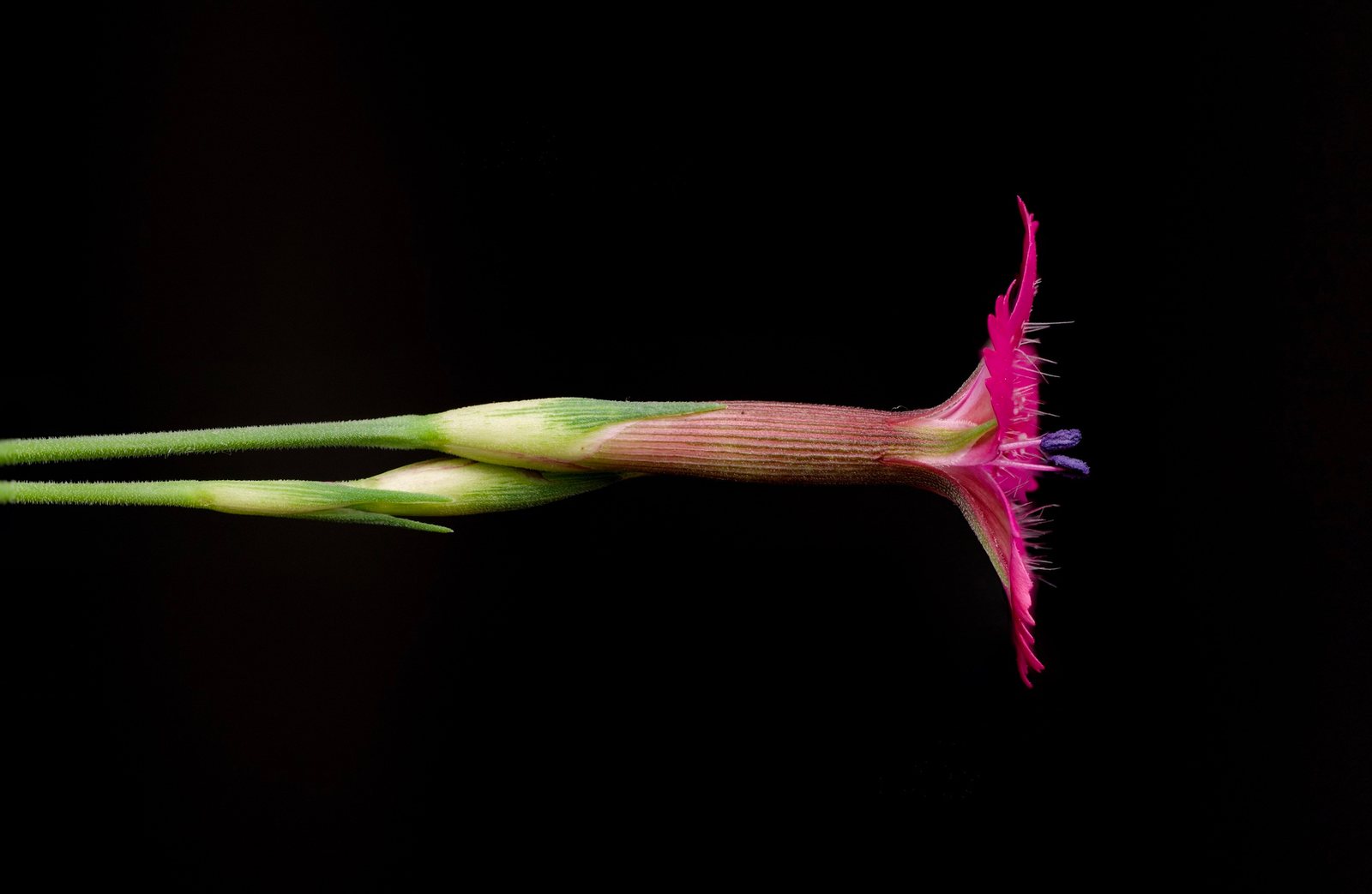 Maiden pink
