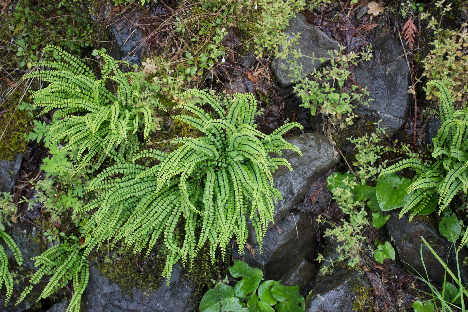 Maidenhair spleenwort