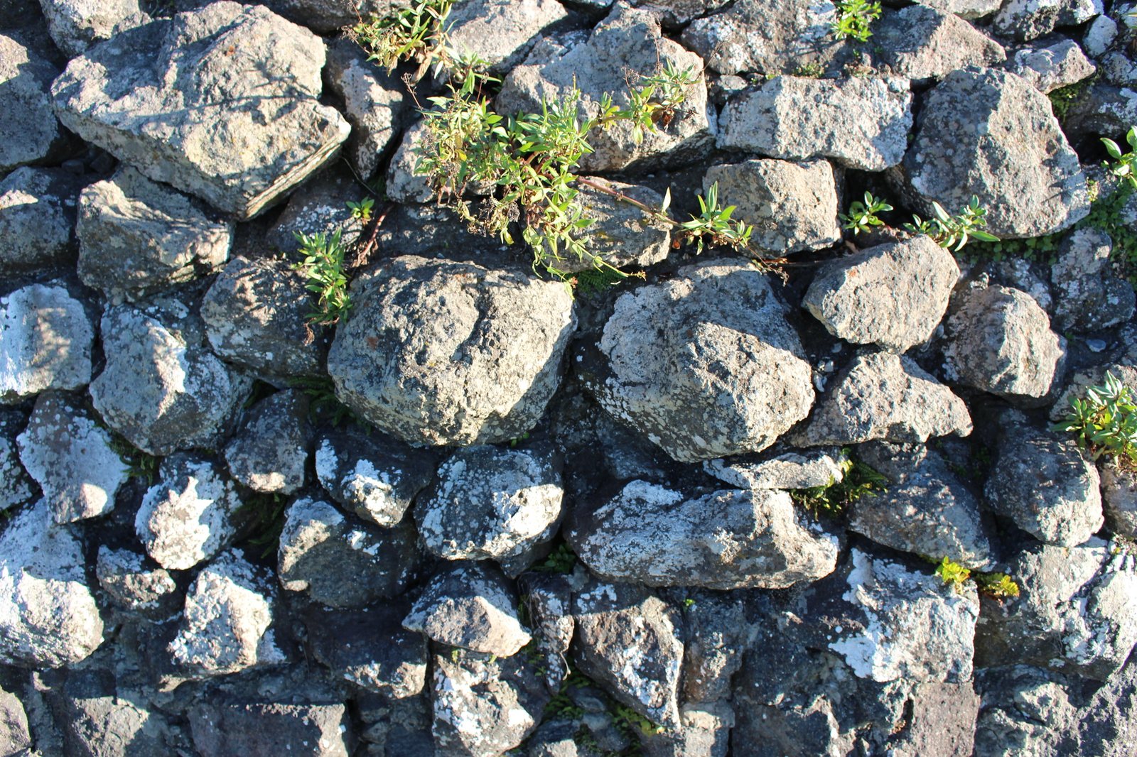 Maidenhair spleenwort