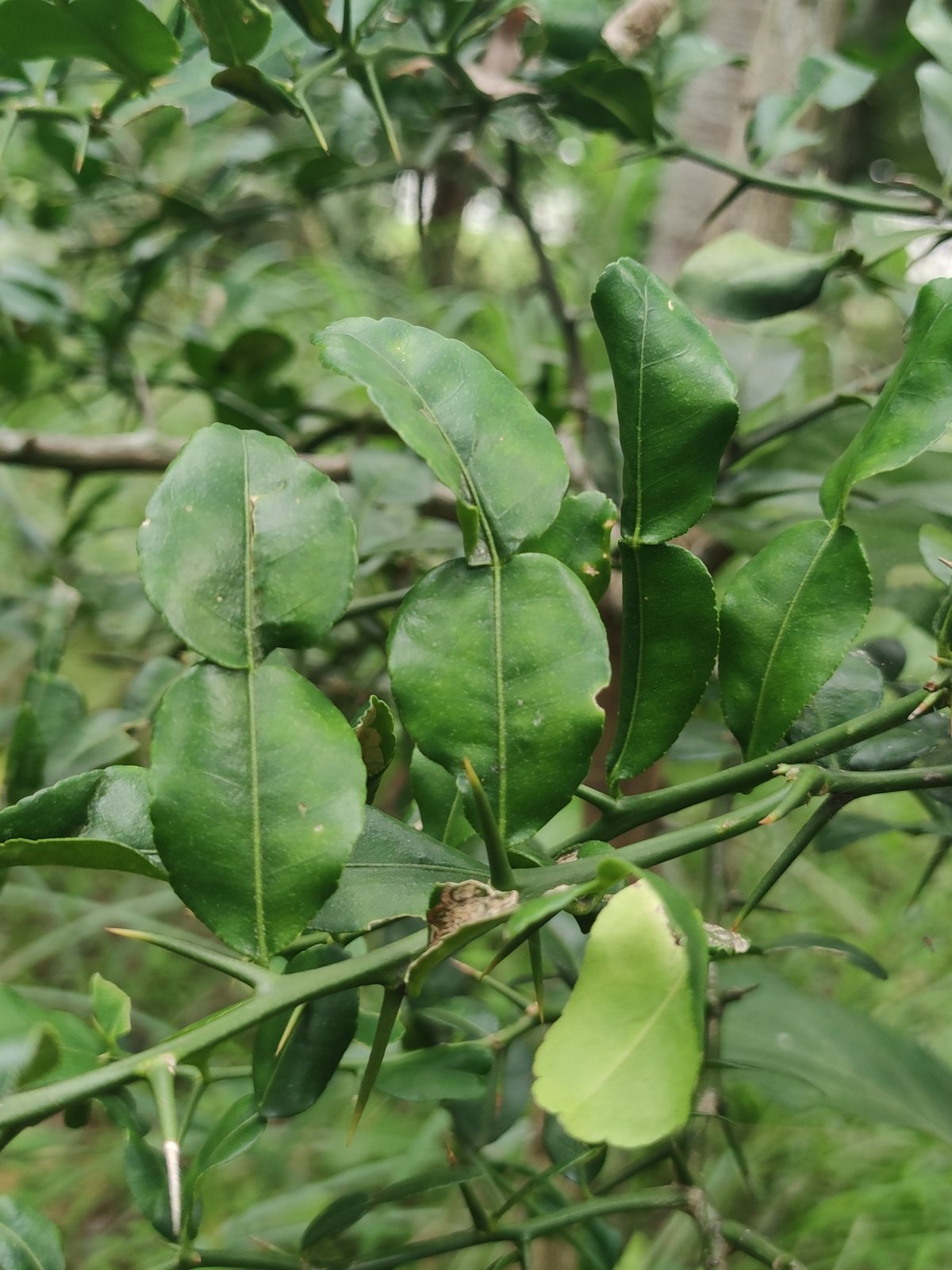 Makrut lime