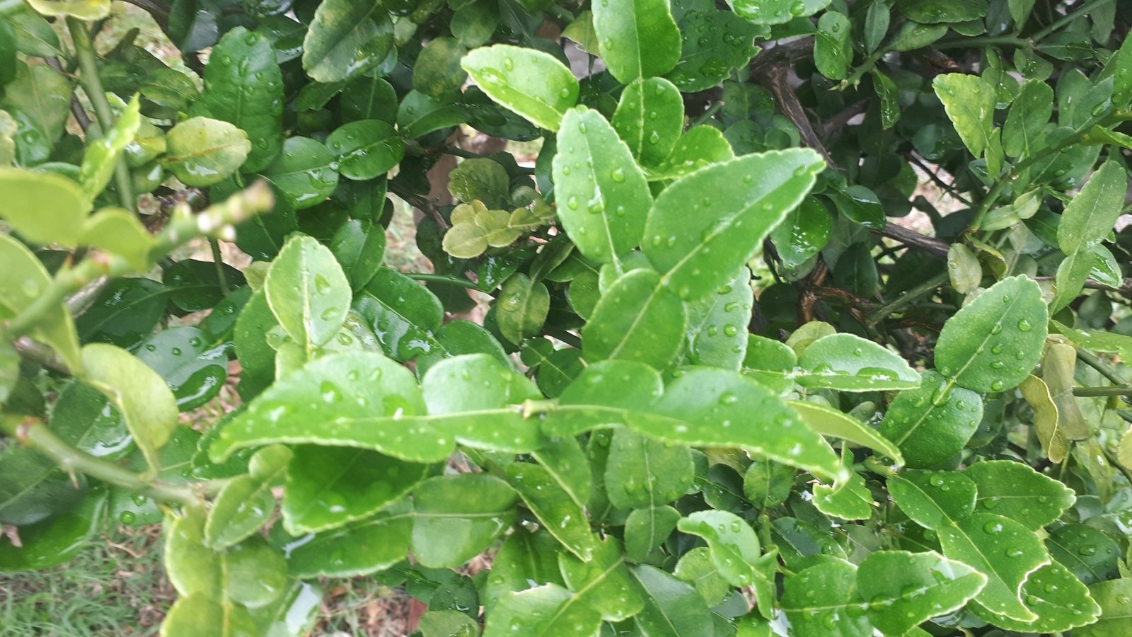 Makrut lime