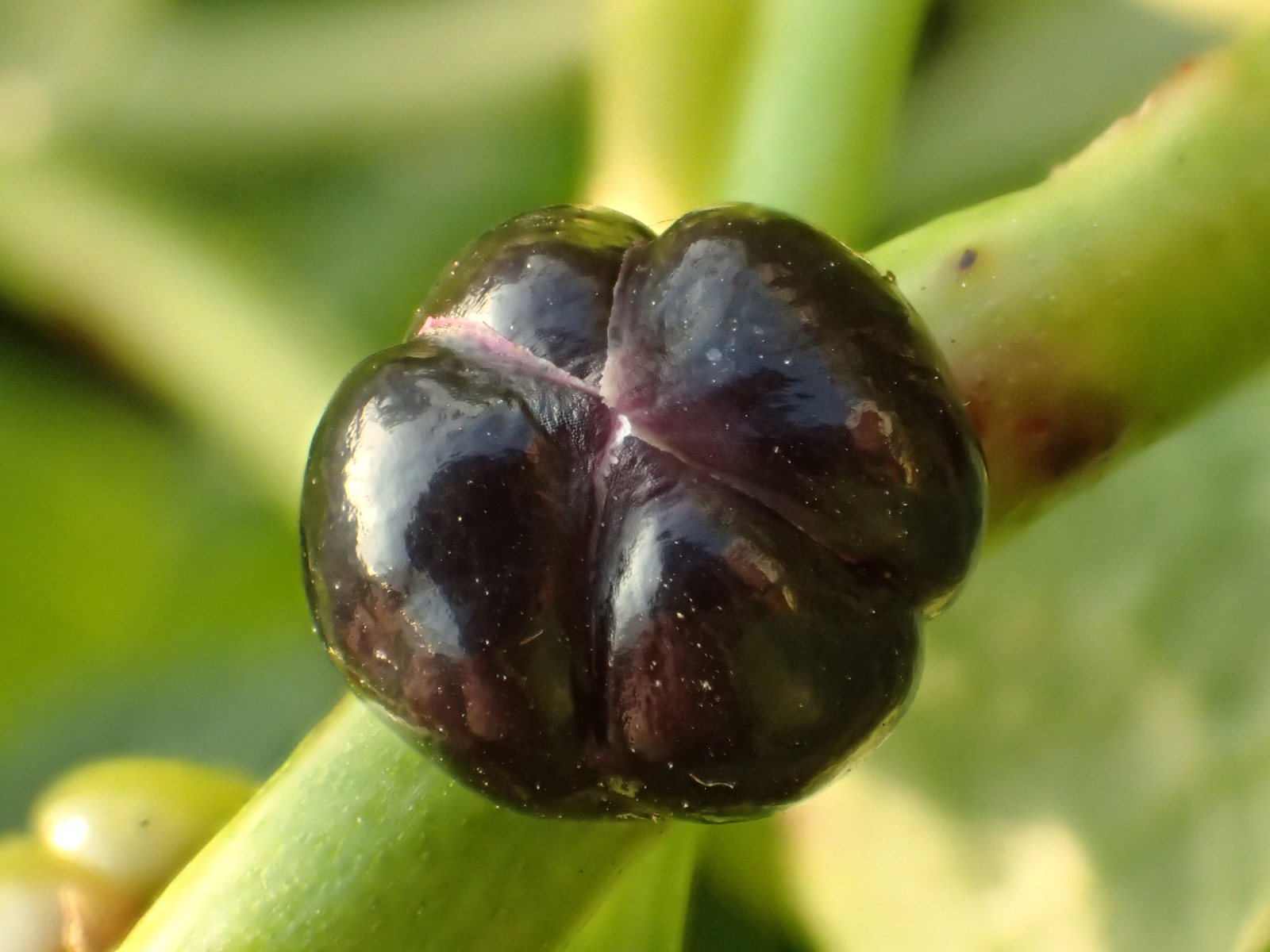 Malabar spinach