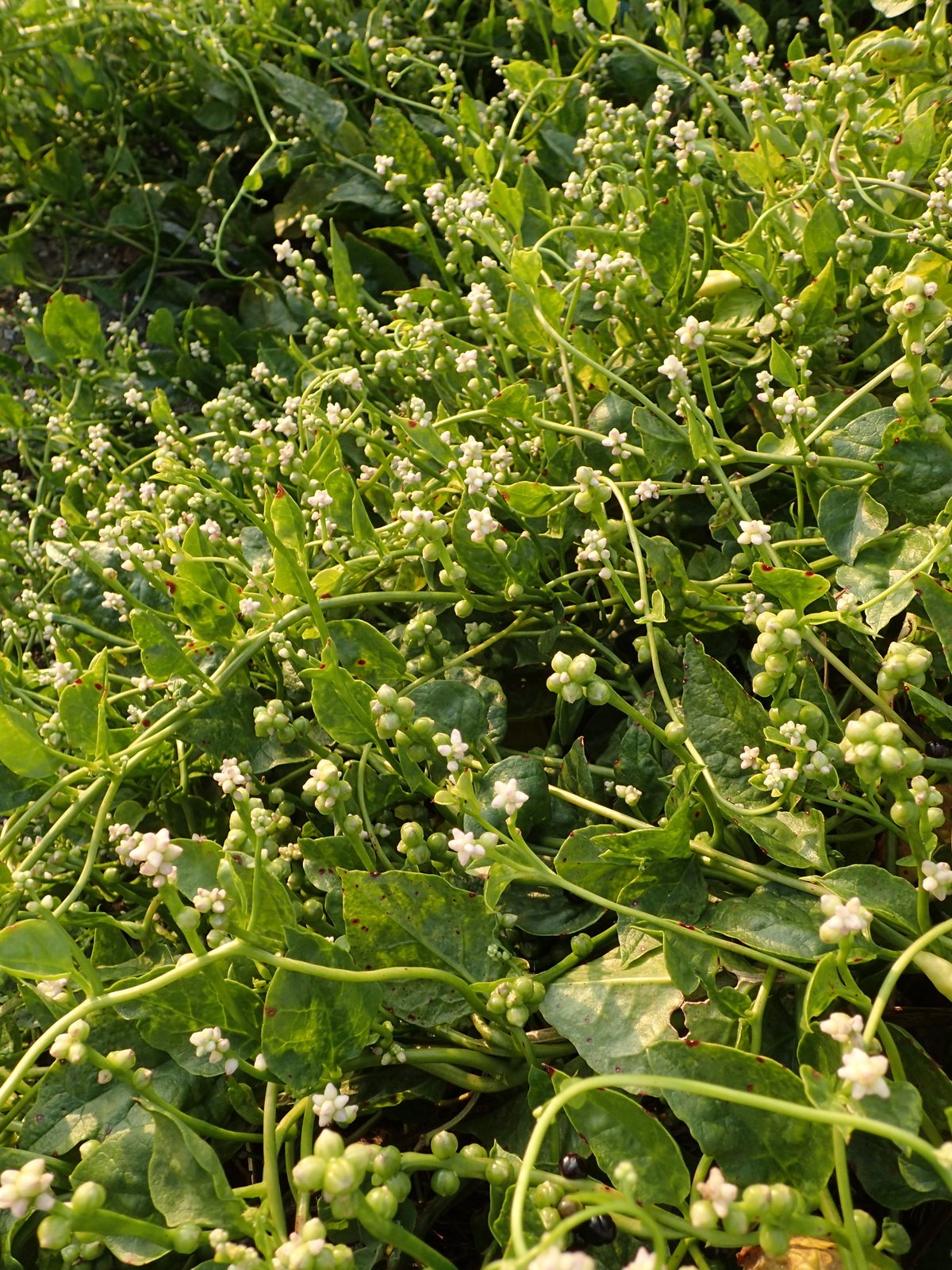 Malabar spinach